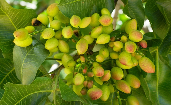 A bundle of pistachios on a tree