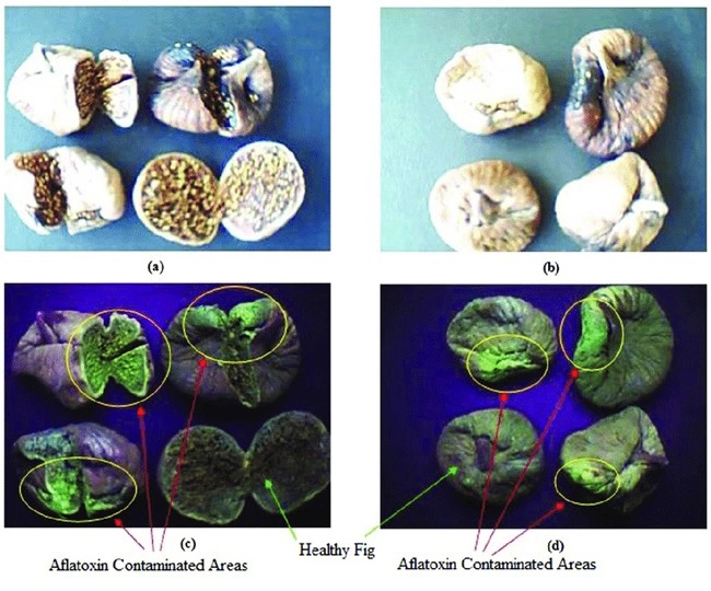 The picture shows aflatoxin formation on dried figs detected by ultraviolet light.