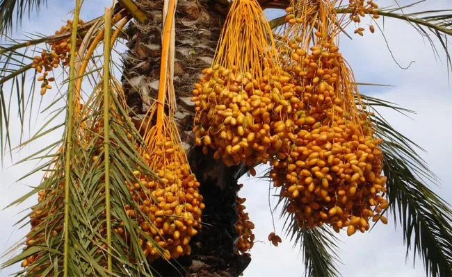 The picture shows some clusters of date fruits in Rutab stage. 