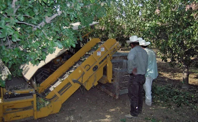 two farmers standing next to a shake and catch pistachio harvesting machine.