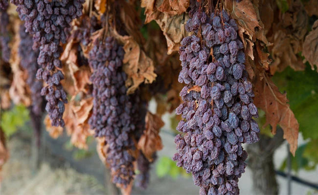 The picture shows a few bunches of dried grapes on the vine.