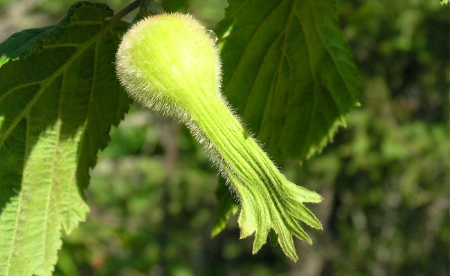 The picture gives information about young Beaked hazelnuts on the tree.