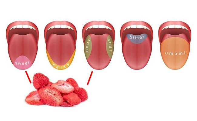 The photo shows different taste buds and some freeze dried strawberries. Strawberries taste sweet. 