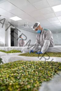 Features of a Reliable Akbari Pistachio Supplier