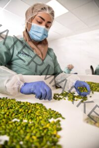 What are the Processing Types at The Pistachio Factory