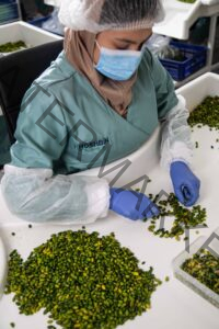 pistachio supplier malaysia where to buy wholesale pistachios in Malaysia where to buy wholesale pistachios in Malaysia