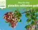 Step-by-step pistachio cultivation guide